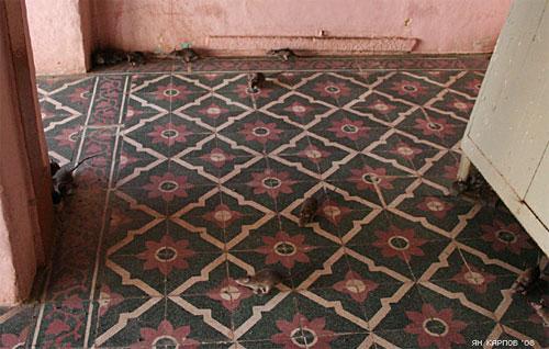 «Крысиный рай» находится в Индии