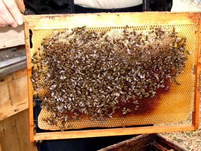 Китайский пчеловод покрыл себя пчёлами