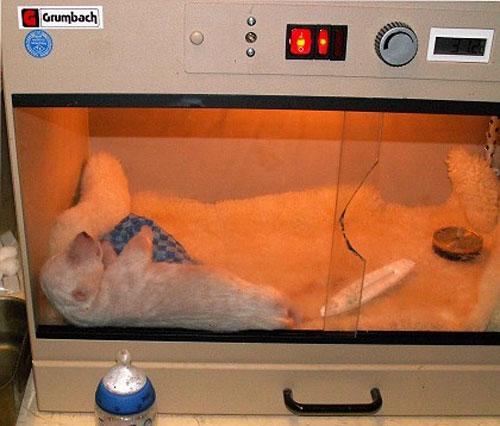 Белый малыш позирует перед фотокамерами…