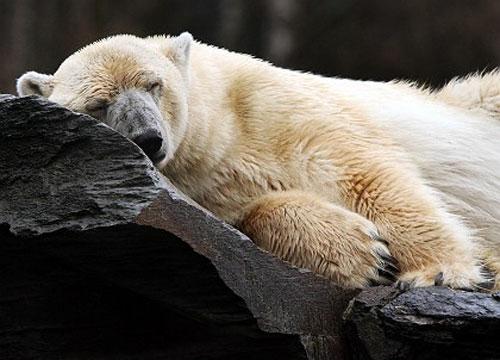 Белый малыш позирует перед фотокамерами…