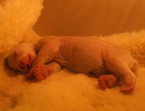 Белый малыш позирует перед фотокамерами…