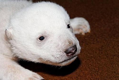 Белый малыш позирует перед фотокамерами…