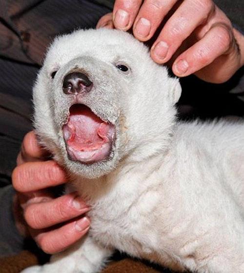 Белый малыш позирует перед фотокамерами…