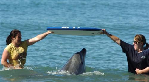 Знаменитые животные, поразившие своим интеллектом