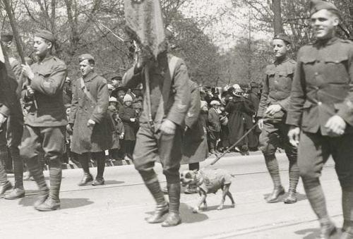 Знаменитые животные, поразившие своим интеллектом