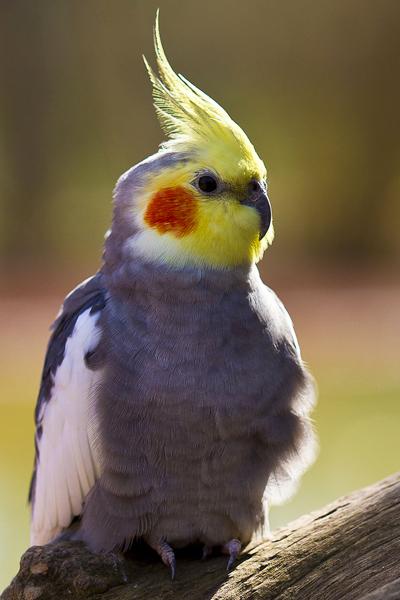 150 самых красивых птиц в мире