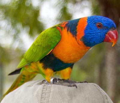 150 самых красивых птиц в мире