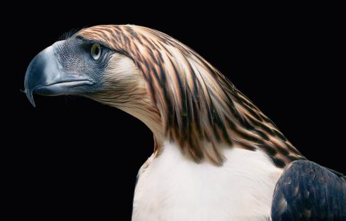 "Под угрозой исчезновения": фотографии животных Тима Фланча