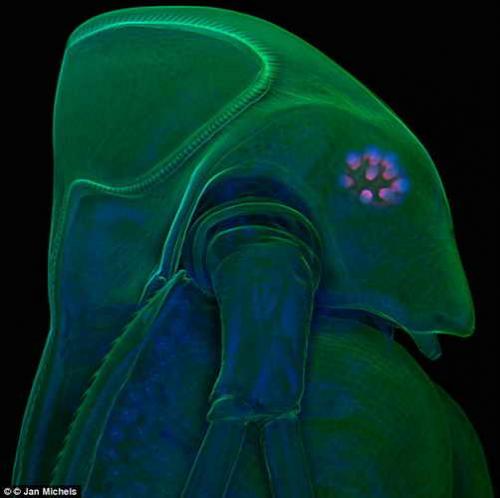 Удивительные научные фотографии