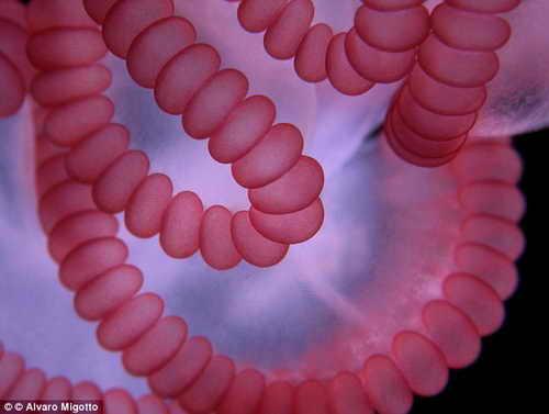 Удивительные научные фотографии