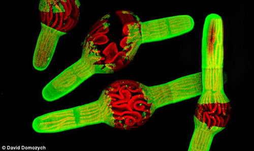 Удивительные научные фотографии