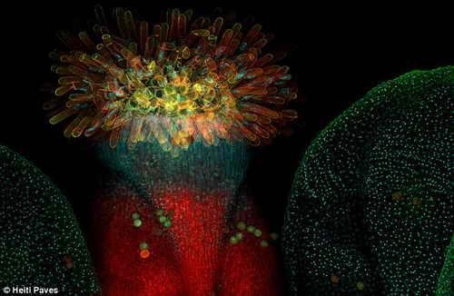 Удивительные научные фотографии