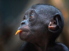 Человекообразные обезьяны Франкфуртского зоопарка