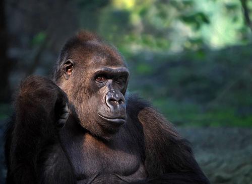 Человекообразные обезьяны Франкфуртского зоопарка