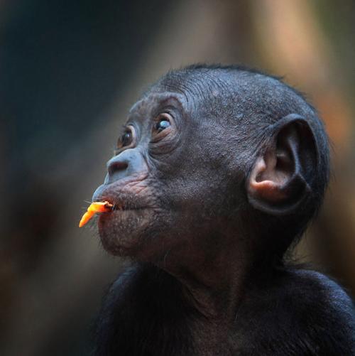 Человекообразные обезьяны Франкфуртского зоопарка