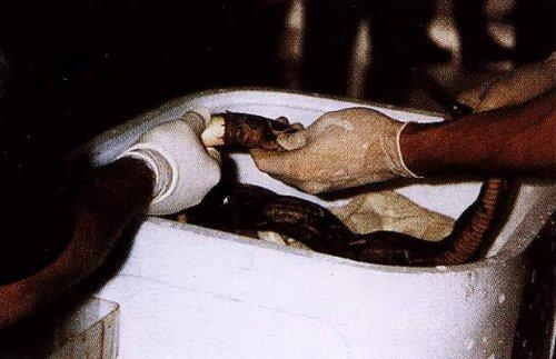 Самые невероятные случаи контрабанды наркотиков