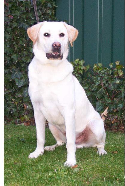 Самые невероятные случаи контрабанды наркотиков