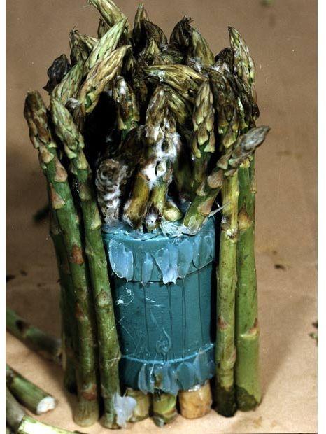 Самые невероятные случаи контрабанды наркотиков