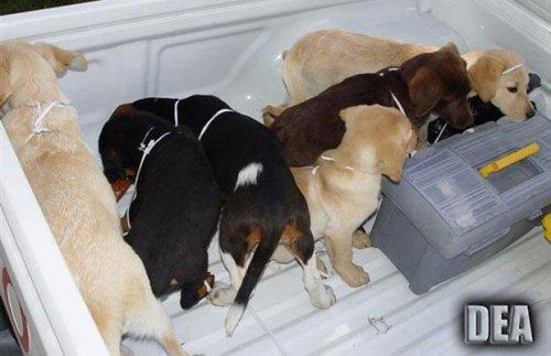 Самые невероятные случаи контрабанды наркотиков