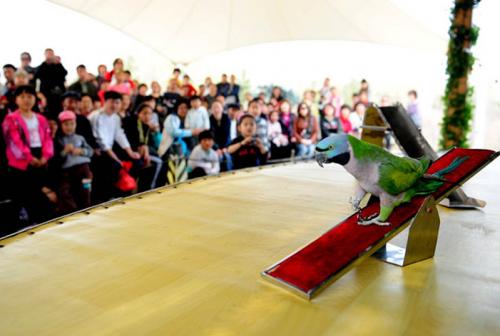 В Китае прошла птичья Олимпиада