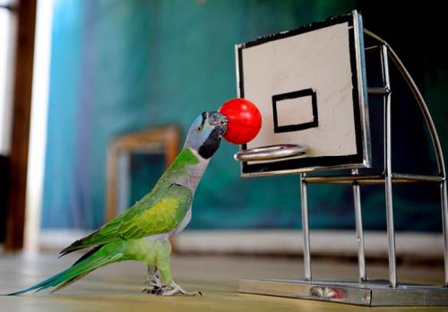 В Китае прошла птичья Олимпиада