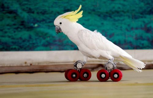 В Китае прошла птичья Олимпиада