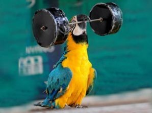 В Китае прошла птичья Олимпиада