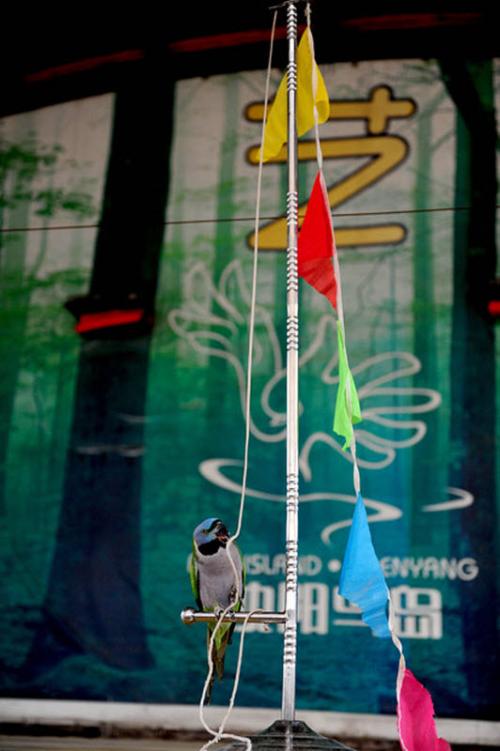 В Китае прошла птичья Олимпиада