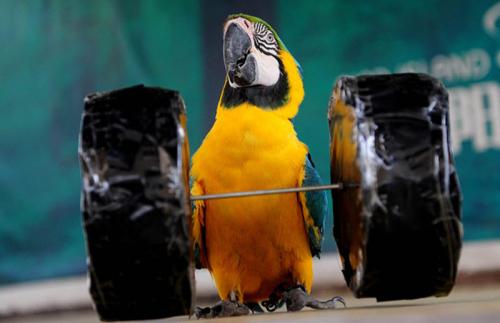 В Китае прошла птичья Олимпиада