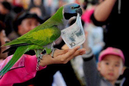 В Китае прошла птичья Олимпиада