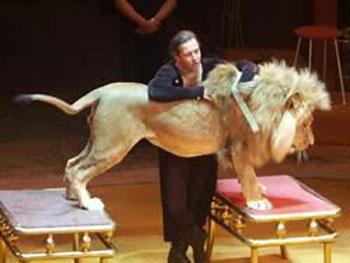 Цирковые трагедии: как звери калечат дрессировщиков