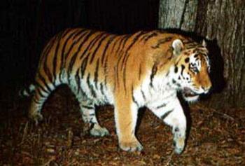 Цирковые трагедии: как звери калечат дрессировщиков