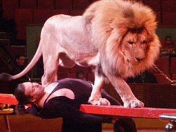 Цирковые трагедии: как звери калечат дрессировщиков