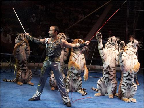 Цирковые трагедии: как звери калечат дрессировщиков