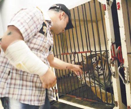 Цирковые трагедии: как звери калечат дрессировщиков