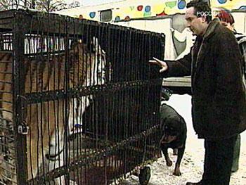 Цирковые трагедии: как звери калечат дрессировщиков