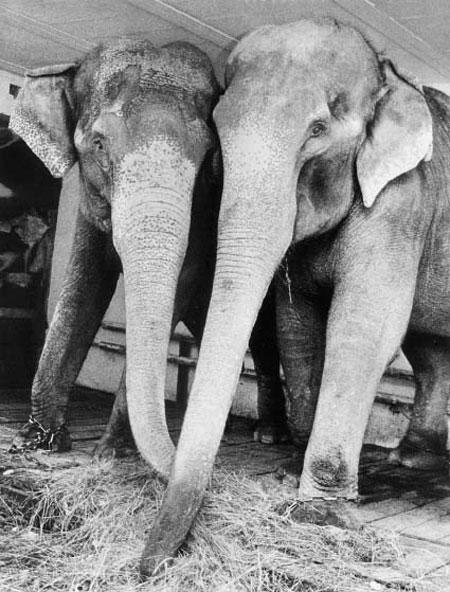 Цирковые трагедии: как звери калечат дрессировщиков