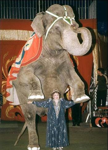 Цирковые трагедии: как звери калечат дрессировщиков