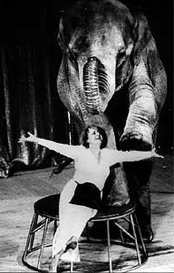 Цирковые трагедии: как звери калечат дрессировщиков