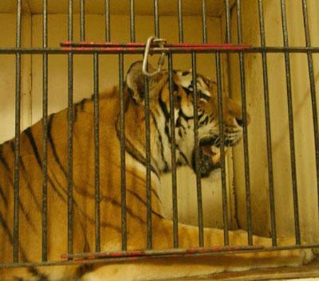 Цирковые трагедии: как звери калечат дрессировщиков