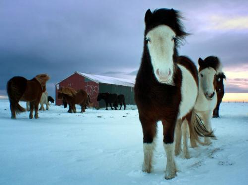 Лучшие снимки января от National Geographic