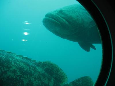«Водолей» — единственная в мире подводная лаборатория