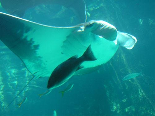 Американский биолог охотится за гигантской пресноводной рыбой