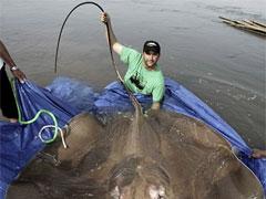 Американский биолог охотится за гигантской пресноводной рыбой