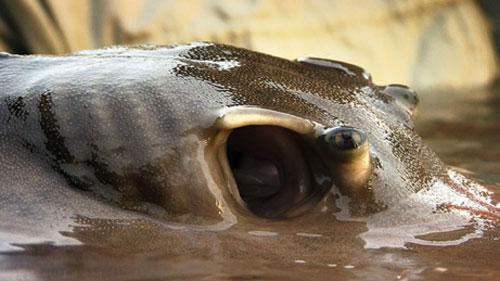 Американский биолог охотится за гигантской пресноводной рыбой