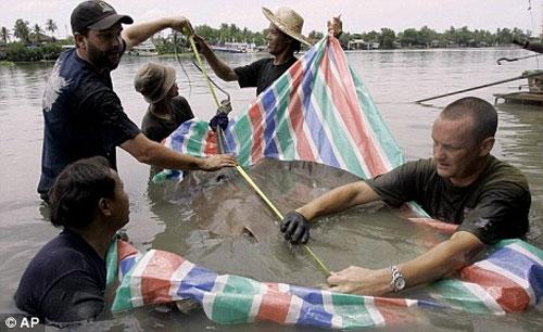 Американский биолог охотится за гигантской пресноводной рыбой