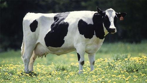 Необычные «пришельцы» из космоса