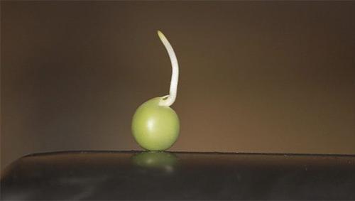 Необычные «пришельцы» из космоса