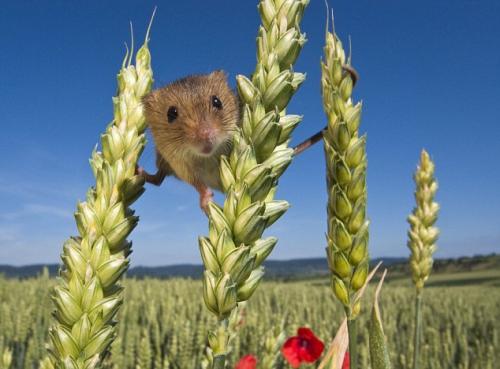 Французские фотографы запечатлели секретную жизнь мышей