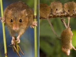 Французские фотографы запечатлели секретную жизнь мышей